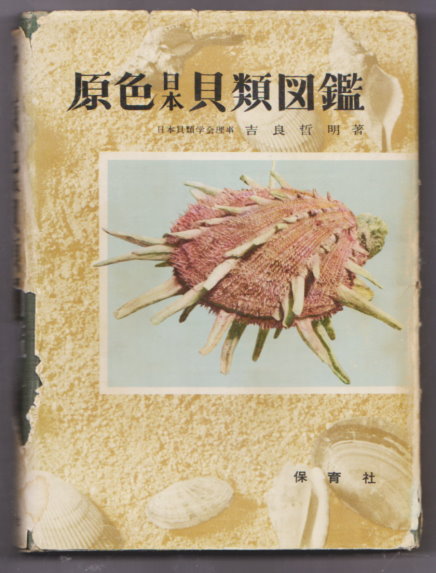 Image for Coloured Illustrations of the Shells of Japan