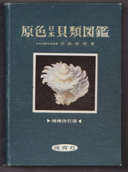 Image for Coloured Illustrations of the Shells of Japan :  Enlarged and Revised Edition