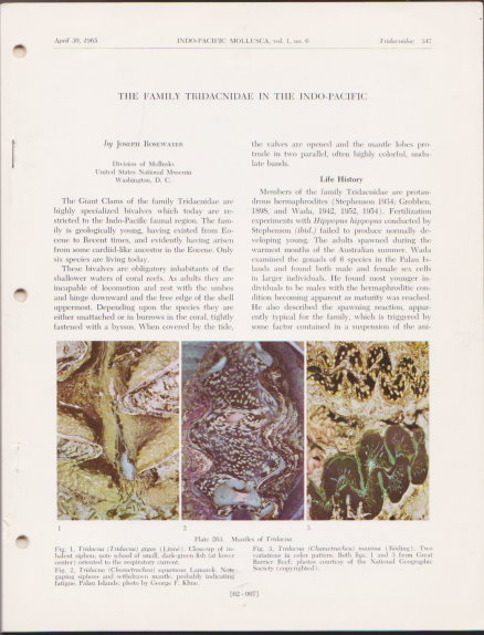 Image for Indo-Pacific Mollusca : Monographs of Marine Mollusks of Tropical Western Pacific and Indian Oceans