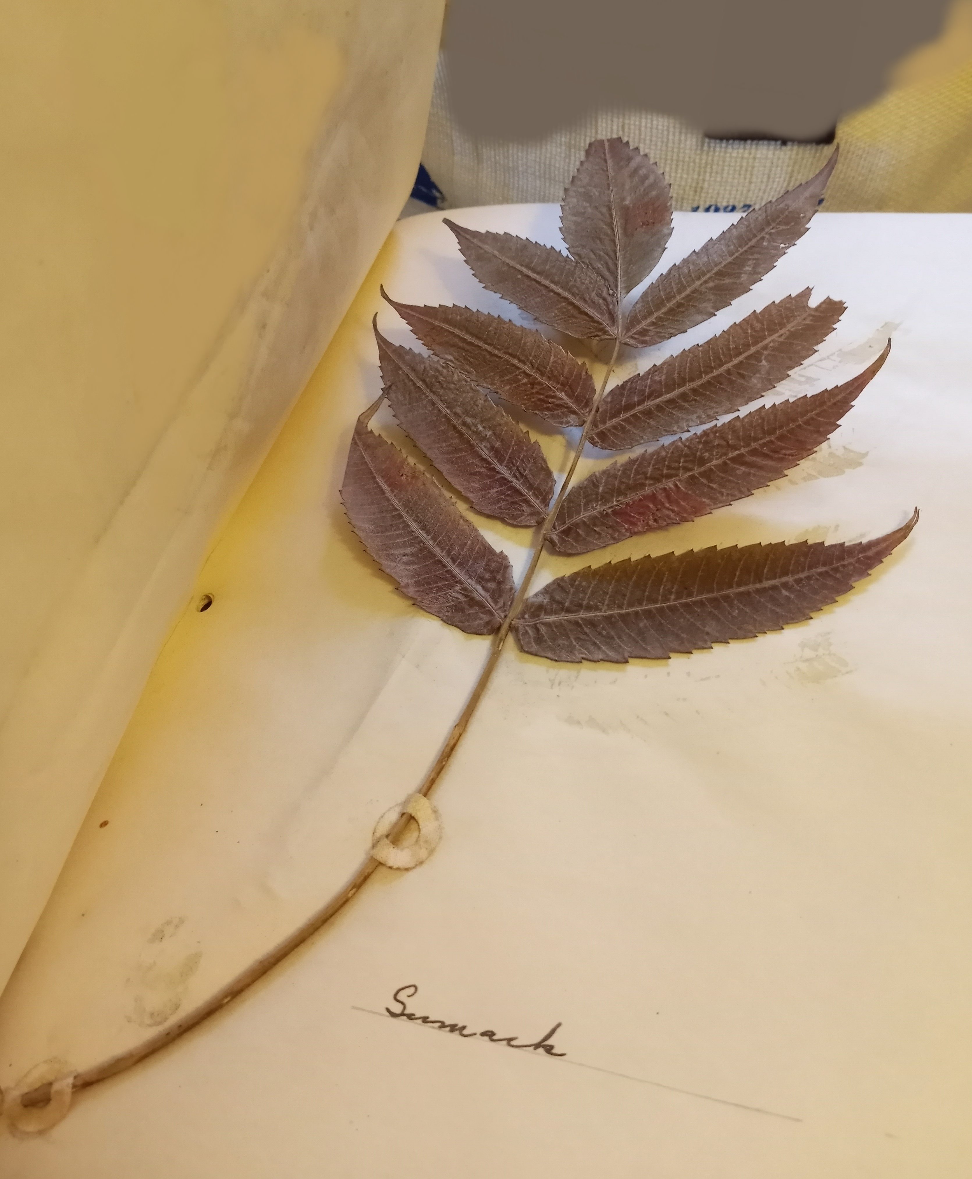 Image for Trees :  Album with Botanical Specimens